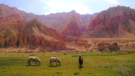 aerial footage shows 2 white and 1 black horses grazing on a dreamy green field in dhakmar, upper mustang nepal. the backdrop features a breathtaking red cliff in motion. scene of harmony and beauty.