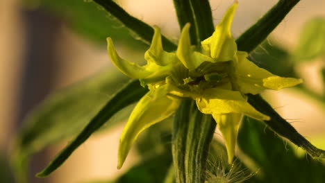 flor de tomate extrañamente deformada conocida como megabloom o flor fusionada