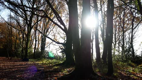 Brillante-Luz-Del-Sol-Que-Emerge-A-Través-De-Las-Ramas-De-Los-árboles-Del-Bosque-Otoñal