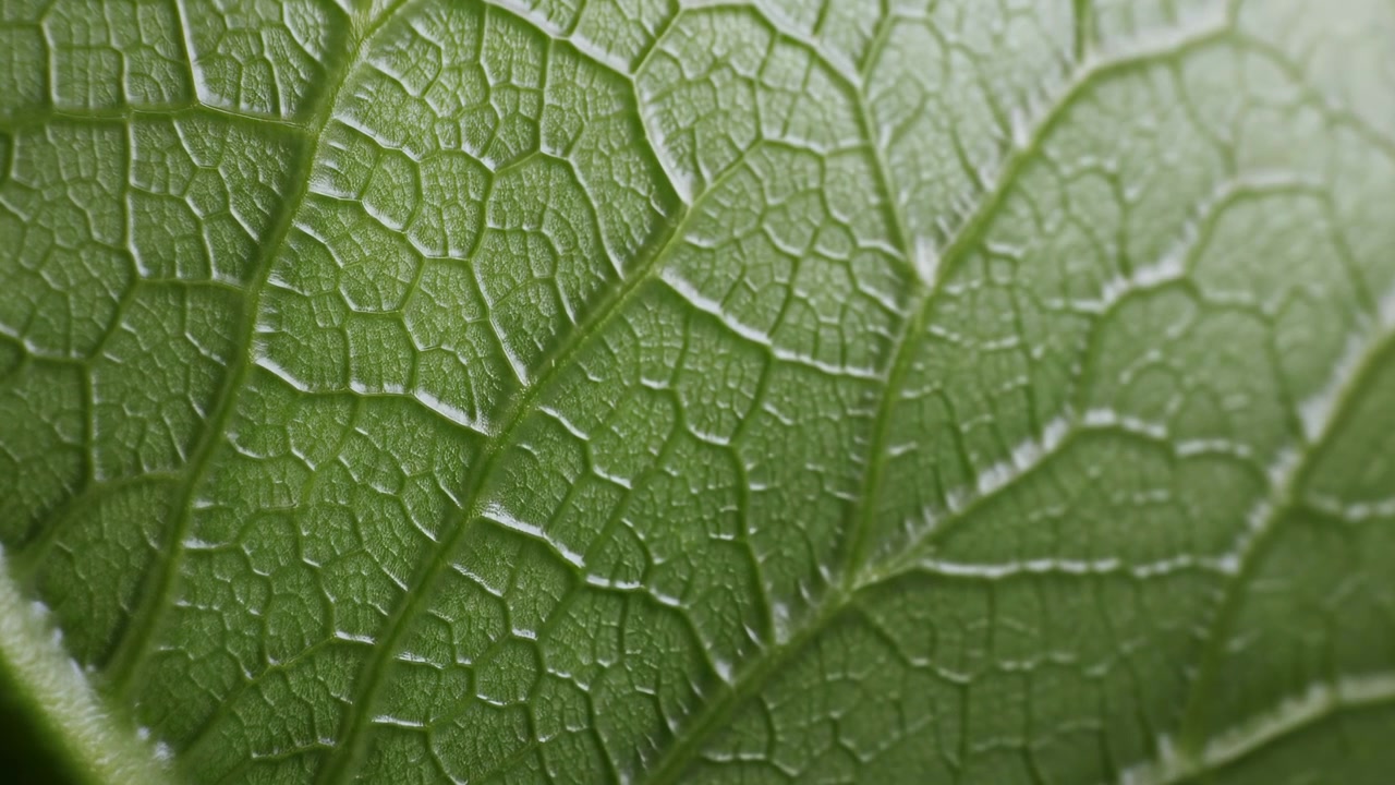 a close-up macro shot of a serene green leaf, highlighting its natural beauty against a white background with soft lighting, capturing the peaceful essence of a botanical environment, ideal.
