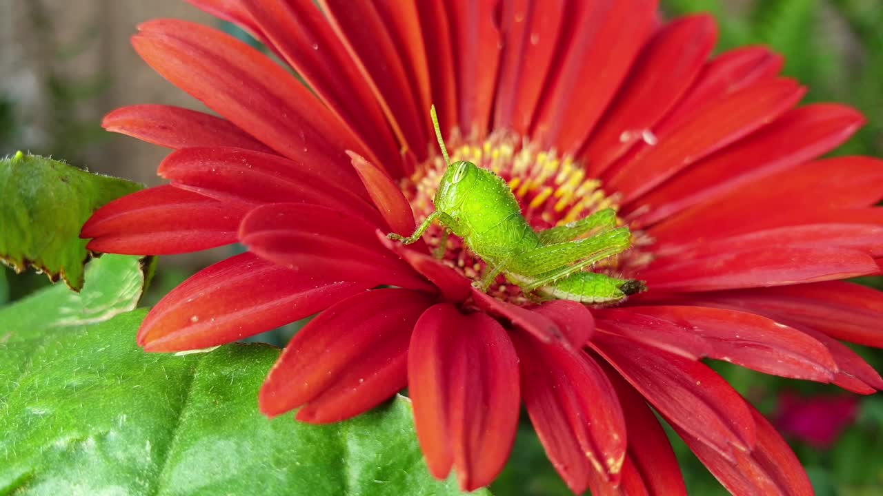 gran saltamontes verde sentado dentro de una hermosa flor de margarita sudafricana de gerbera roja