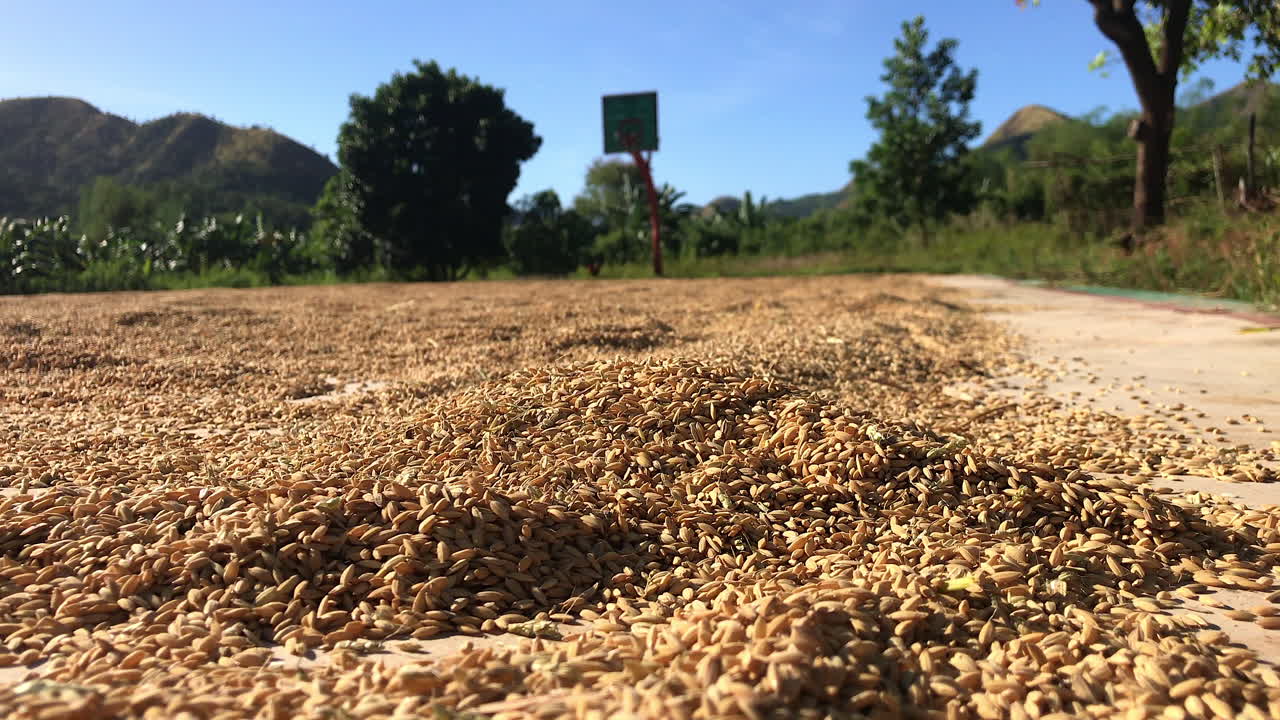una cancha de baloncesto cubierta de arroz seco - pollos al fondo, coron
