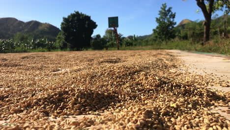 a basketball field covered with drying rice – chickens in the background, coron