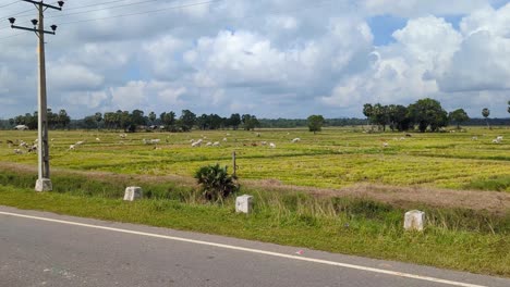 moving view of herds of cows grazing in farmland fields in rural countryside of sri lanka