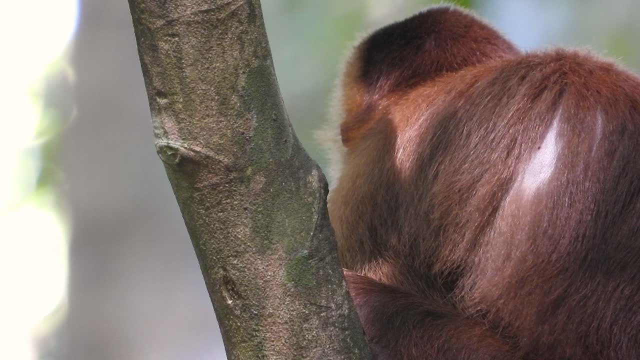 Small Primate Staring at Camera Licking Its Chops, Extreme Close-Up