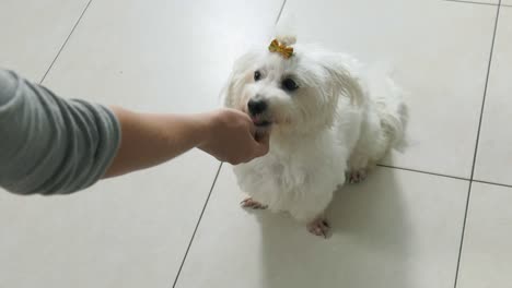 woman dog owner training pet to sit and wait