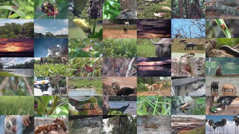 Múltiples-Pantallas-De-Clips-De-Vida-Silvestre-Y-Naturaleza