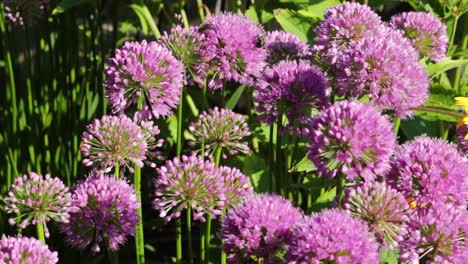 Las-Abejas-Están-Ocupadas-Recolectando-Néctar-De-Las-Flores-De-Un-Grupo-De-Cebollas-Ornamentales