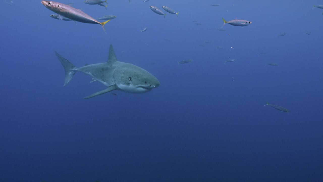 멕시코 과달루페 섬의 맑은 물에서 천천히 지나가는 백상아리, 카차로돈 카차리아의 슬로우 모션 샷