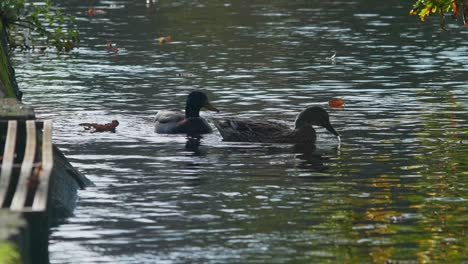 pato macho y hembra nadan juntos a lo largo de la orilla de un canal