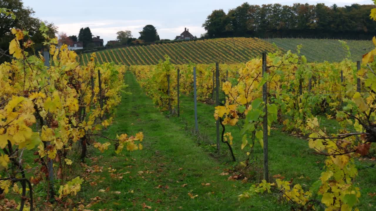 Wide view of a vineyard during autumn showing rows of yellow grapevines across gentle hills. Perfect for illustrating harvest season, winemaking, or rural landscapes