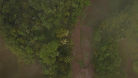 aerial drone view of dense forest with a meandering river. dense vegetation in the village of payaman, magelang, central java. footage of forest on the slopes of a mountain.