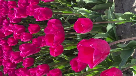 a vertical shot of rows of magenta tulips