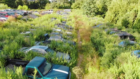 low aerial drone shot of overgrown weeds in vehicle junkyard