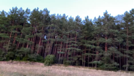 picturesque view of tall thick forest at the edge of a landscape in poland - wide shot