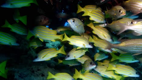 blue striped snappers and big-eye snappers swimming under coral rock in mauritius island