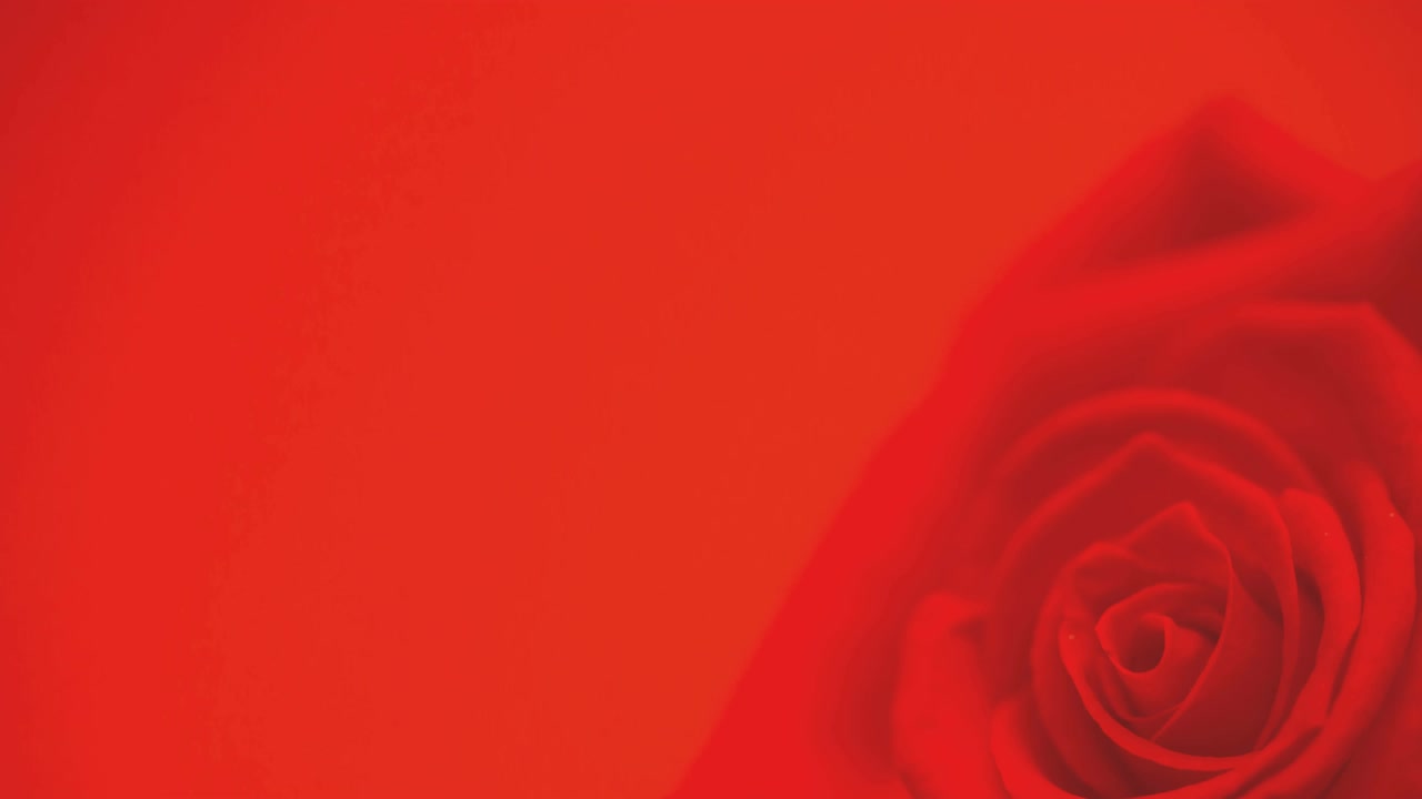 animación de una sola rosa roja en movimiento, con espacio de copia en fondo rojo