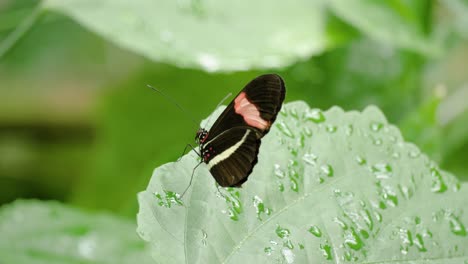 close up shot of postman butterfly sitting on leaf and another flying in front