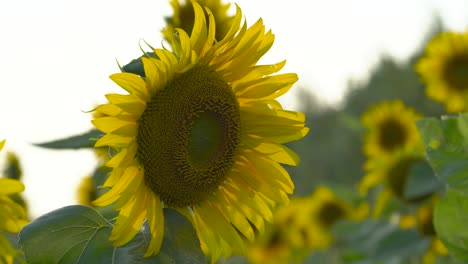 sunflowers field against the sky