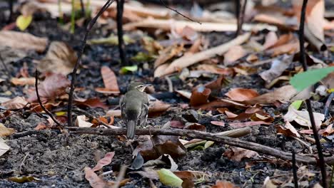 The-Forest-Wagtail-is-a-passerine-bird-foraging-on-branches,-forest-grounds,-tail-wagging-constantly-sideways