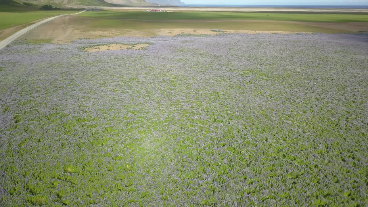 Vast Lupine Field in Iceland