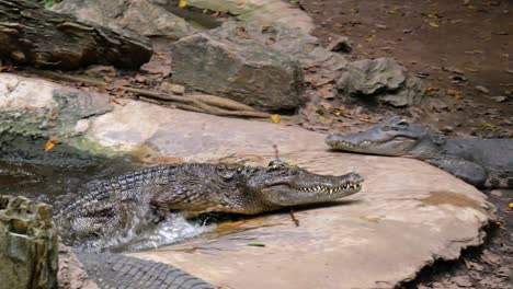 a crocodile comes out of the water, passing by two other ones that are resting