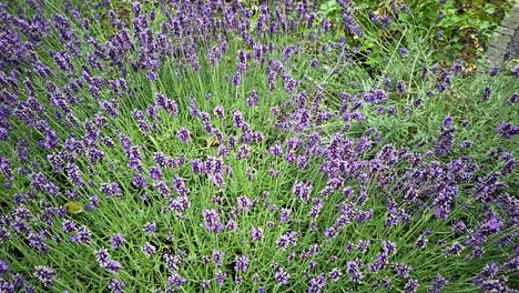 Bumblebees-diligently-collect-pollen-between-fragrant-lavender-flowers-in-super-slow-motio