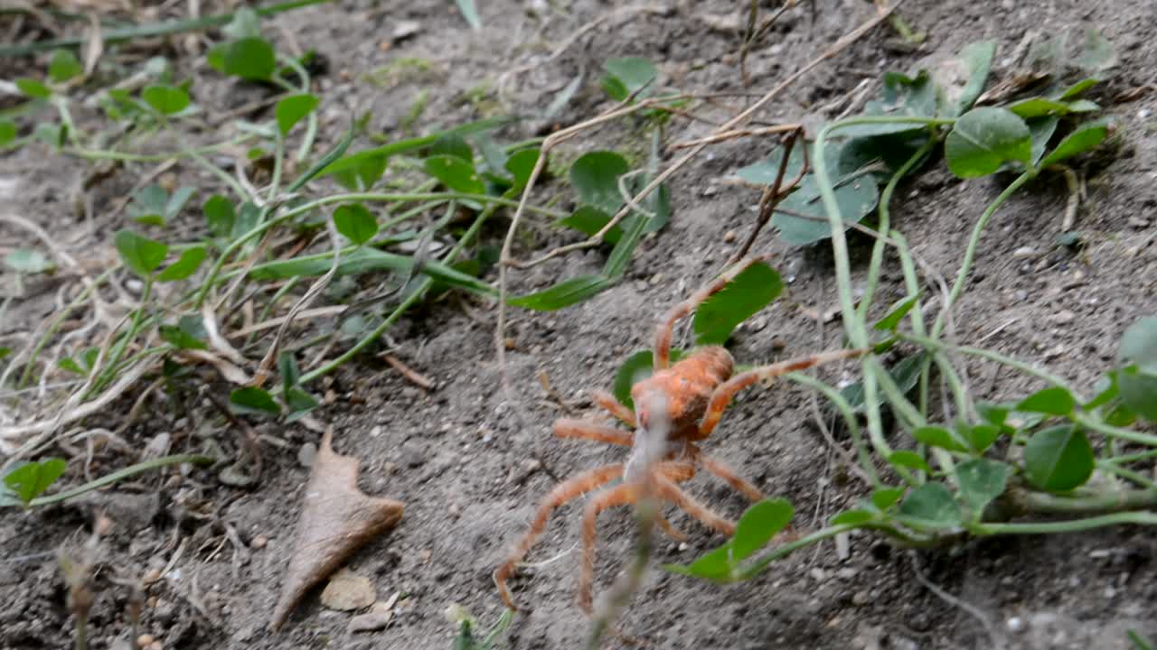 Big and orange spider in the wild, going around leaves, grass and other obstacles