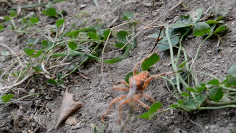 big and orange spider in the wild, going around leaves, grass and other obstacles