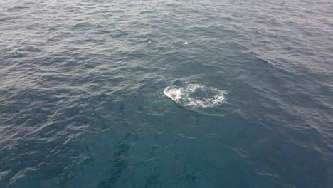 Humpback-Whale-Breathing-And-Swimming-Under-The-Sea---Whale-Watching-At-Bondi-Beach,-NSW,-Australia