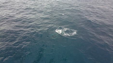 humpback whale breathing and swimming under the sea - whale watching at bondi beach, nsw, australia