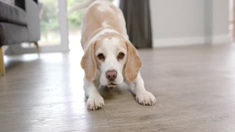 Close-up-of-two-pet-dogs-playing-in-living-room-at-home,-slow-motion