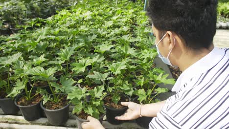 a masked asian man is seen from behind as he squats to examine and touch on a leaf of the monstera plant in a nursery store shop