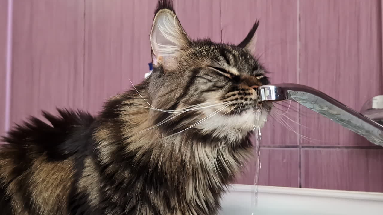 el gato tabby de maine coon bebiendo agua del grifo, de cerca en cámara lenta
