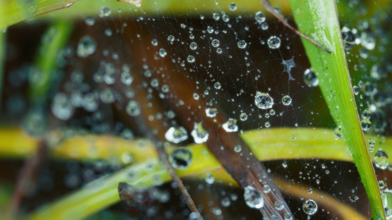 Ragnatela con gocce d'acqua in macro