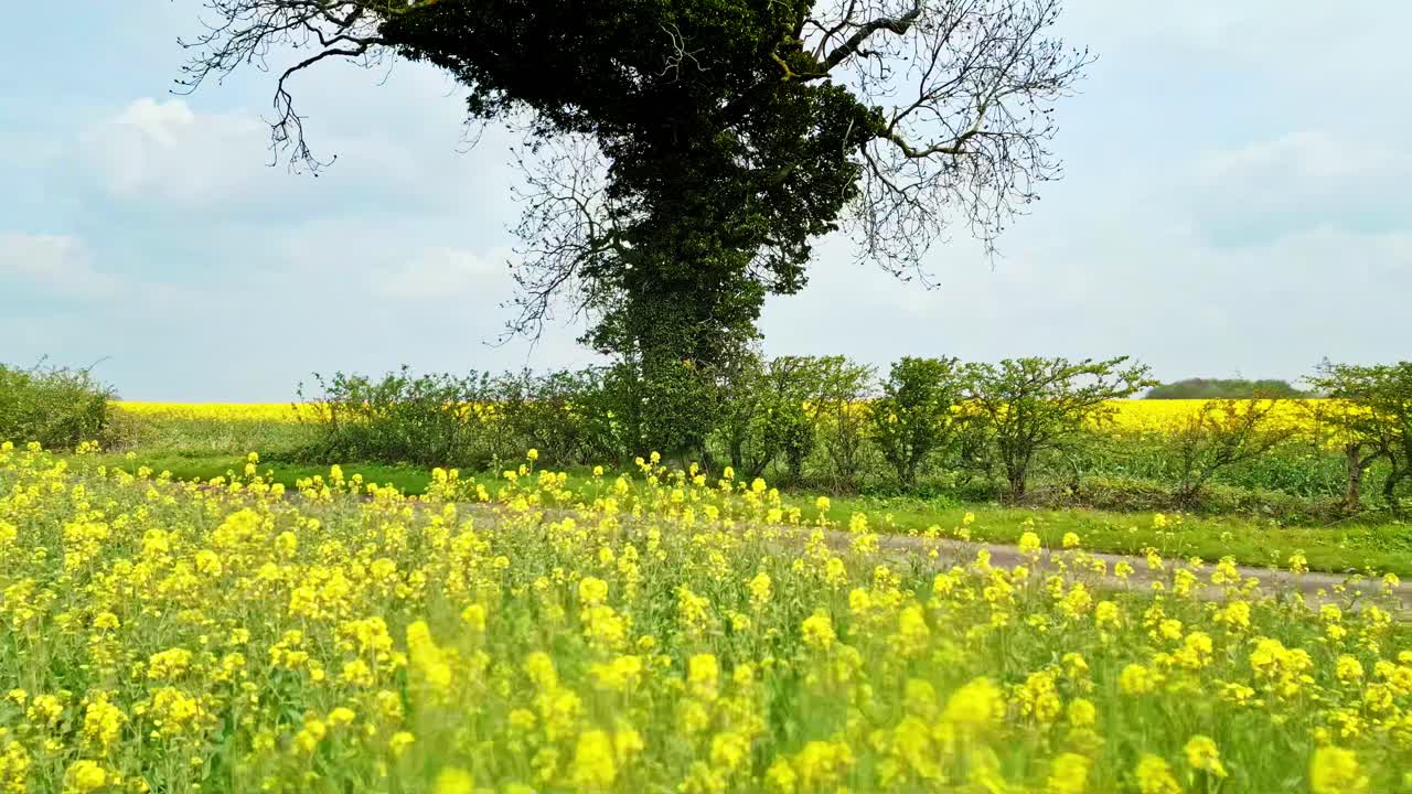 두 그루의 나무와 휘어지는 시골 도로를 가진 래프 씨 ⁇  작물의 아름다운 파노라마 드론 영상