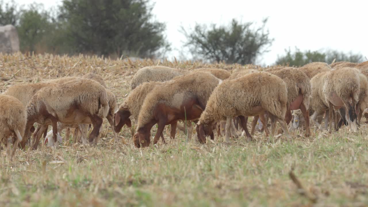 A herd of sheep grazing on dry stubble fields after the grain harvest in the rural Judean Hills, Israel. Peaceful agricultural landscape with warm natural light and rolling hills in the background