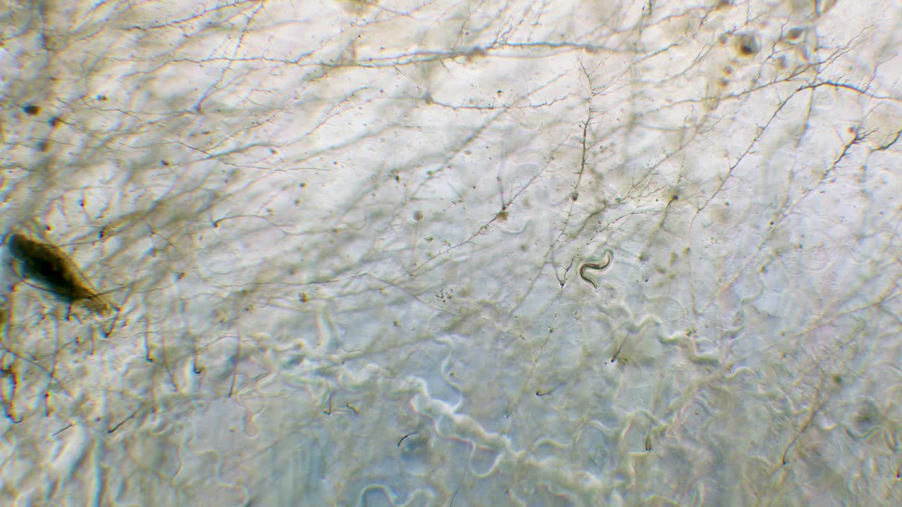 Single nemotode moving in Petri dish agar substrate