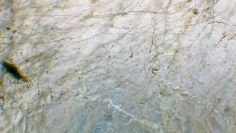 single nemotode moving in petri dish agar substrate