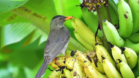 seychelles endemic bulbul bird eating ripe yellow bananas, mahe, seychelles