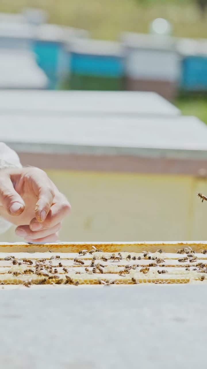Beekeeper showing the honeycomb in the frame. Beekeeper at work. Frames of a bee hive. Apiary concept Vertical video