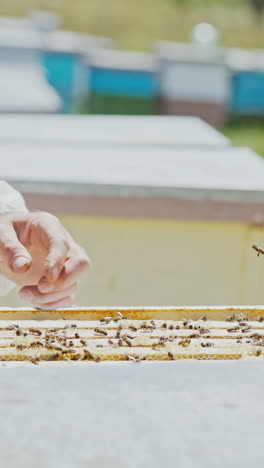 beekeeper showing the honeycomb in the frame. beekeeper at work. frames of a bee hive. apiary concept vertical video