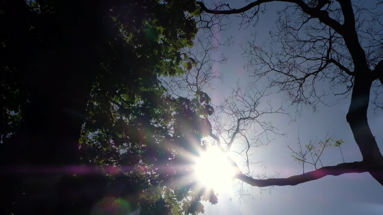 Low angle view of the sun peeking through trees with the blue sky in the background