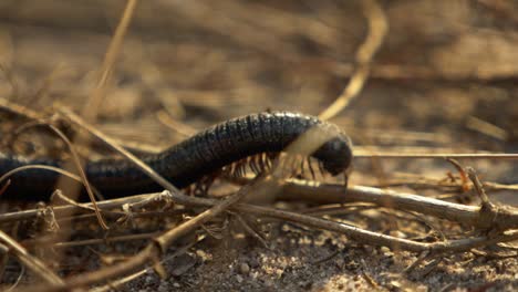 close up slow motion of centipede crawling over dry grass