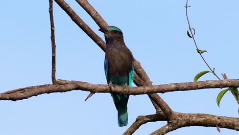 The-Indian-Roller-is-common-in-Thailand,-readily-seen-when-travelling-to-the-province-and-national-parks