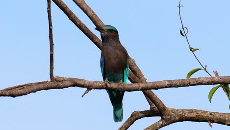 el rodillo indio es común en tailandia, se ve fácilmente cuando se viaja a la provincia y a los parques nacionales