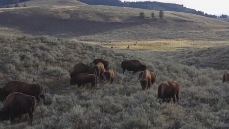 el bisonte escuchado en yellowstone, wyoming