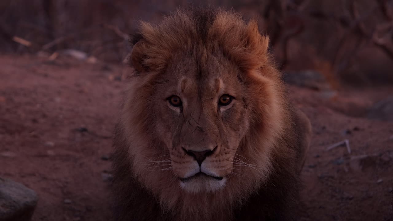 el león cicatrizado te mira slomo