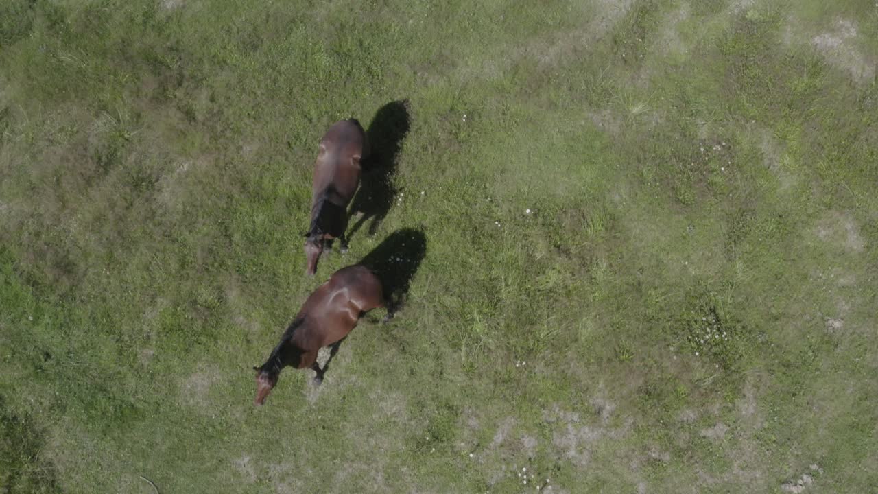 vista aérea de los pájaros sobre los caballos marrones jóvenes hermanos sobre un prado verde y exuberante en un día soleado de verano mientras descansan alrededor unos de otros sin monturas y listos para la aventura