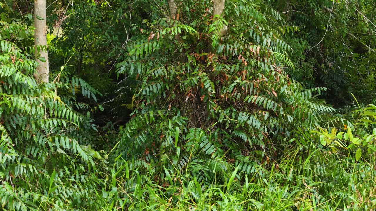 Camera slowly pans across dense, vibrant rainforest foliage with tree ferns and epiphytes in natural daylight, capturing rich green textures and layered plant life